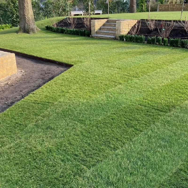 Lawn Turf Grass